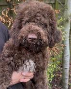 Hypo-allergene medium hond- lagotto -labradoodle stijl, Dieren en Toebehoren, Honden | Retrievers, Spaniëls en Waterhonden, België