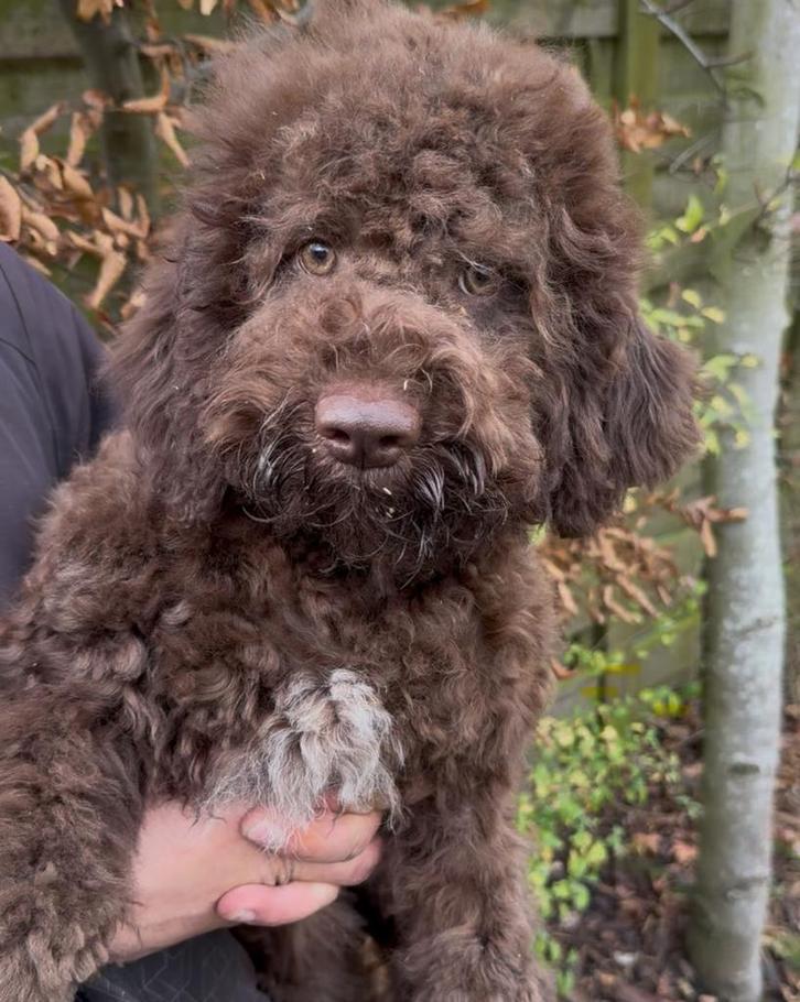 Hypo-allergene medium hond- lagotto -labradoodle stijl, Dieren en Toebehoren, Honden | Retrievers, Spaniëls en Waterhonden, Teef