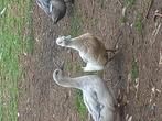Koppels eenden, Dieren en Toebehoren, Eend
