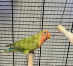 Agapornis roseicolli, Animaux & Accessoires, Oiseaux | Perruches & Perroquets, Sexe inconnu, Perroquet nain ou Inséparable