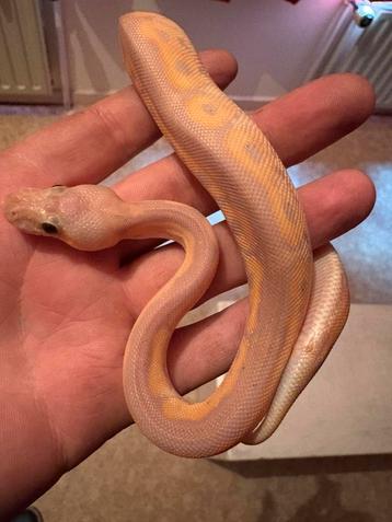 1.0 banana cinnamon clown beschikbaar voor biedingen