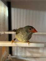 Binsen astrilde popje te koop of te ruilen, Dieren en Toebehoren, Vogels | Overige Vogels, Vrouwelijk, Tropenvogel, Geringd