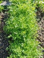 20 zaden Lepidium sativum - pittig blaadje voor in uw salade, Tuin en Terras, Bloembollen en Zaden, Verzenden, Gehele jaar, Halfschaduw