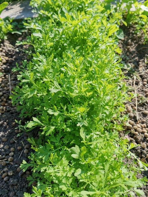 20 zaden Lepidium sativum - pittig blaadje voor in uw salade, Tuin en Terras, Bloembollen en Zaden, Zaad, Gehele jaar, Halfschaduw