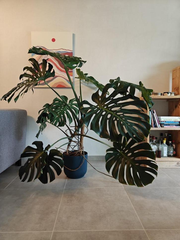 Kamerplant (Montsera) 160 cm te koop, Huis en Inrichting, Kamerplanten, Overige soorten, 150 tot 200 cm, Groene kamerplant, Halfschaduw