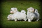 Chiots Bichon maltais, Bichon maltais, Plusieurs, Parvovirose, Belgique