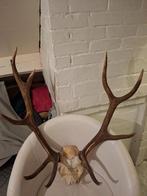 Geweien, Enlèvement, Comme neuf, Cerf, Bois ou Tête
