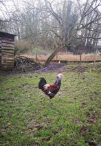 2 jonge hanen Ameraucana en Easter Egger, Dieren en Toebehoren, Pluimvee