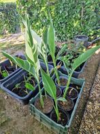 Canna Stuttgart ( Bak met 5 planten) 20€, Tuin en Terras, Planten | Tuinplanten, Ophalen, Vaste plant, Halfschaduw
