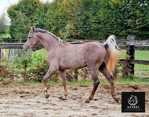 Pur-sang arabe prometteur, 2,5 ans, grande taille, Animaux & Accessoires, Chevaux, Hongre, Non dressé, Moins de 160 cm, 0 à 2 ans