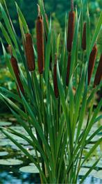 Roseaux a donner, Ophalen