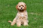 Cavapoo pups te koop, Dieren en Toebehoren, 15 weken tot 1 jaar, Buitenland, CDV (hondenziekte), Meerdere