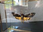 Papillon Sphinx Tête de Mort Acherontia Atropos caisson 3D, Insecte, Animal empaillé, Enlèvement ou Envoi, Neuf