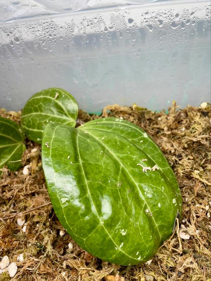 Hoya sarawak cream stekjes, Huis en Inrichting, Kamerplanten, Ophalen of Verzenden