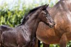 Zwart dressuur veulen uit topstam, Niet van toepassing, Dressuurpaard, 0 tot 2 jaar, Hengst