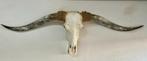 Texas Longhorn skull, Comme neuf, Crâne, Enlèvement ou Envoi