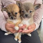 Chihuahua pups langharig, Dieren en Toebehoren, Honden | Chihuahua's en Gezelschapshonden, België, Fokker | Hobbymatig, Meerdere