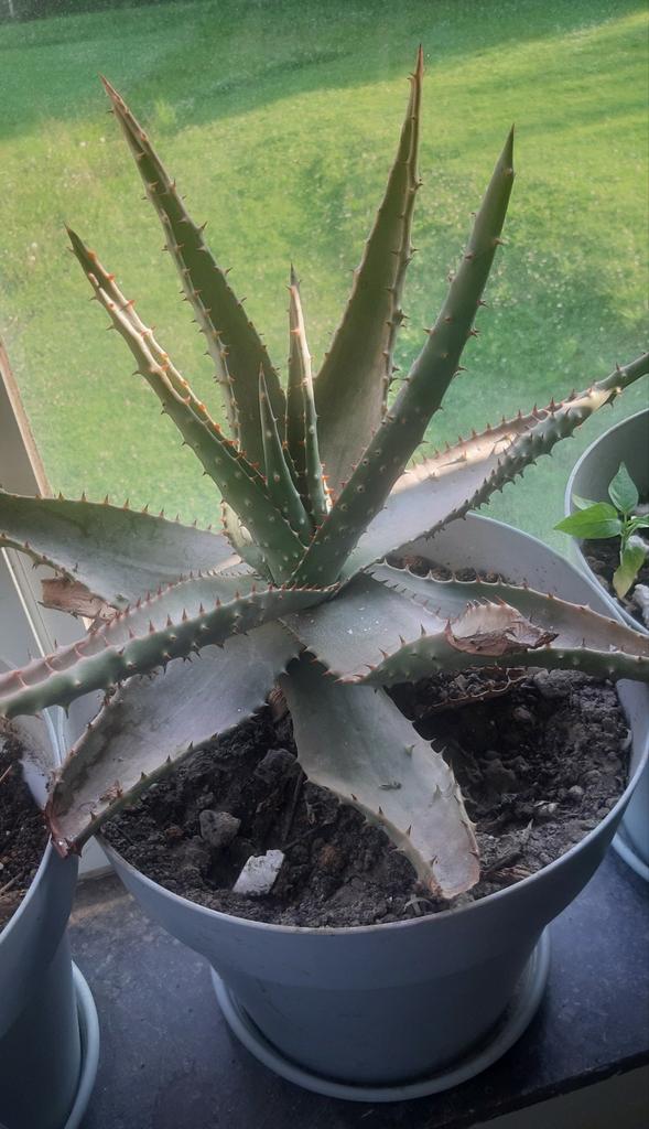 Plantes oale vera intérieur extérieur, Enlèvement