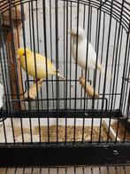 Fife fancy koppels  kleuren wit, bont geel, Plusieurs animaux, Canari de posture