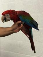 Groenvleugel ara pop, Dieren en Toebehoren, Vrouwelijk