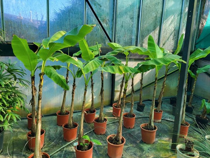 Musa basjoo, tige de 1 m de haut,, Jardin & Terrasse, Plantes | Jardin, Enlèvement ou Envoi