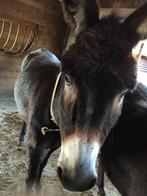 Ezel merrie Fleur, Animaux & Accessoires, Chevaux, Jument, Vermifugé, 11 ans ou plus