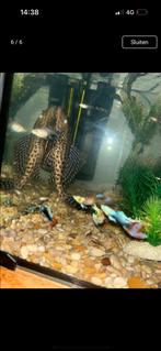 Guppy’s, Dieren en Toebehoren, Vis
