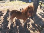 Shetlander