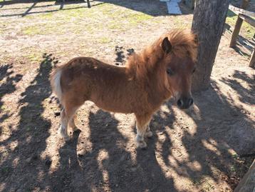 Shetlander