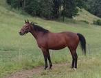 Knappe KWPN merrie, Dieren en Toebehoren, Paarden, Gechipt, 11 jaar of ouder, Merrie, 160 tot 165 cm