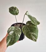 Monstera Albo Variegata (volledige planten), Autres espèces, Moins de 100 cm, Enlèvement, Plante verte