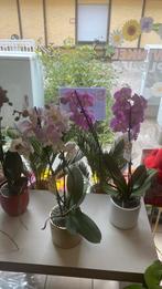 Orchidee 8,50€, Ophalen