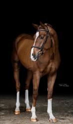 4 jarige spring hengst, Dieren en Toebehoren, Hengst, Gechipt, 3 tot 6 jaar