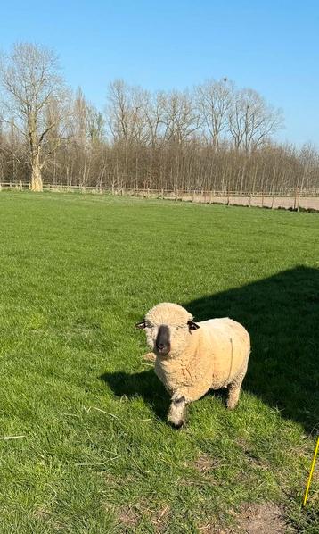 Hampshire down, Mannelijk, 0 tot 2 jaar