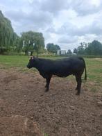 Volle vaars, Dieren en Toebehoren, Schapen, Geiten en Varkens, Vrouwelijk, 3 tot 5 jaar