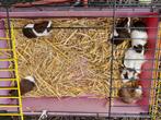 Cavia's te verkrijgen, Dieren en Toebehoren, Knaagdieren, Meerdere dieren, Cavia