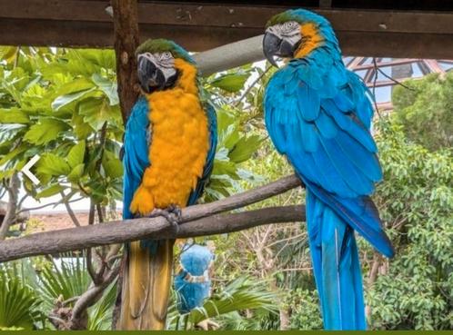 Couple ara ararauna formé, Dieren en Toebehoren, Vogels | Parkieten en Papegaaien, Papegaai, Meerdere dieren, Geringd