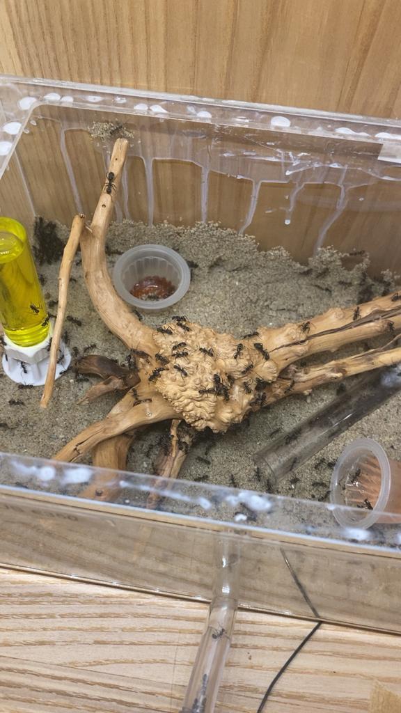 Camponotus Cinctellus compete set 300-500 werksters, Dieren en Toebehoren, Insecten en Spinnen, Mieren