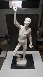 Uniek Medisch Anatomisch Model – Écorché Beeld (117 cm, Ophalen