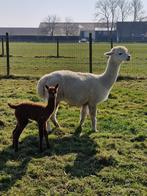 Alpacamerrie met hengstveulentje, Meerdere dieren