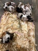 Enkele tamme drie kleurmuizen te koop, Dieren en Toebehoren, Knaagdieren, Juni, Muis, Meerdere dieren, Tam