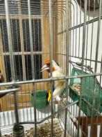 Chardonneret tête blanche, Dieren en Toebehoren, Mannelijk