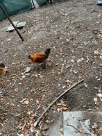 Haan geboren mei 2025., Dieren en Toebehoren, Pluimvee
