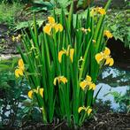 Gele Iris, Tuin en Terras, Nieuw, Ophalen