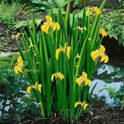 Gele Iris, Tuin en Terras, Vijvers, Nieuw, Ophalen