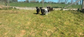 4 geiten, Dieren en Toebehoren, Schapen, Geiten en Varkens