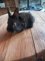 Mooi vrouwelijk dwergkonijntje supertam, Dieren en Toebehoren, Konijnen, Vrouwelijk