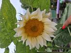 Biologische Zonnebloem White Sun F1 Zaden, Tuin en Terras, Bloembollen en Zaden, Ophalen of Verzenden