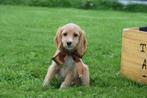 Cockapoo pups abricoos en chocobruin kleurig, Dieren en Toebehoren, Honden | Niet-rashonden, België, 8 tot 15 weken, Meerdere