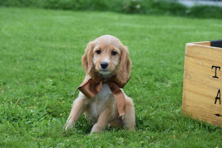 Cockapoo pups abricoos en chocobruin kleurig, Dieren en Toebehoren, Honden | Niet-rashonden, Middel, Meerdere dieren, Fokker | Professioneel